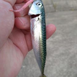 豆サバが湧いていた